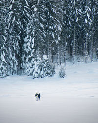 Snow covered land and trees in forest