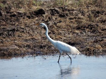 Gray heron standing on water by lake