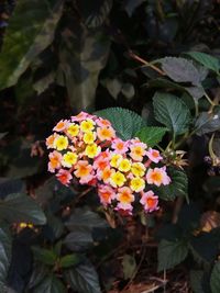 Close-up of fresh white flowers blooming in garden