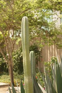 Close-up of succulent plant