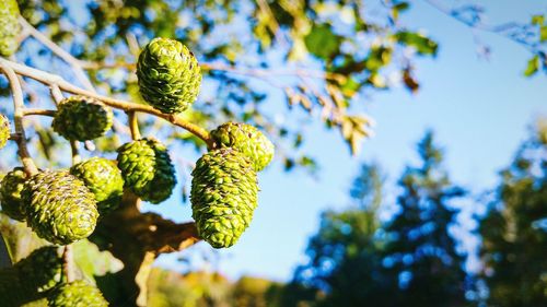 Conifer cones of alder tree