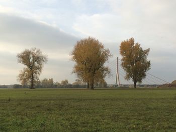 Trees on field against sky