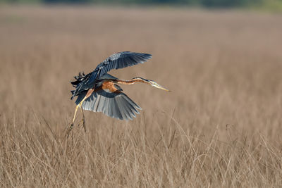 Heron flying over dried plant on field