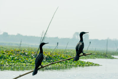 Birds perching on a bird against sky