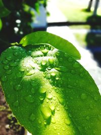 Close-up of raindrops on leaves