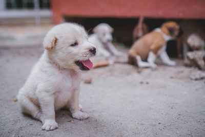 Close-up of a dog looking away