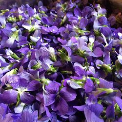 Close-up of purple flowering plants