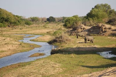 View of sheep on landscape