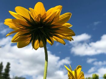 Low angle view of yellow flowering plant against sky