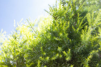 Close-up of fresh green plants against sky