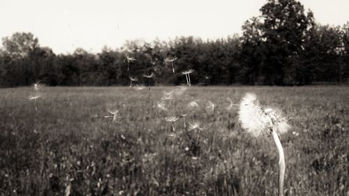 Plants growing on field against clear sky