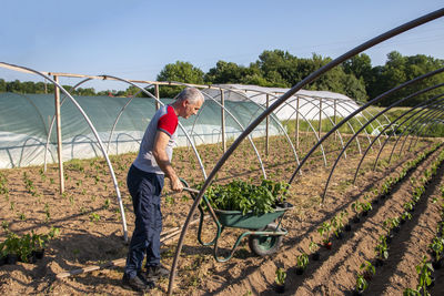 Mature man pushing wheelbarrow with peppers. organic farm products. farmer working on sowing season.