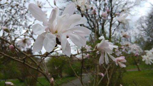 Close-up of white flowers blooming on tree