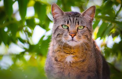 Close-up portrait of cat