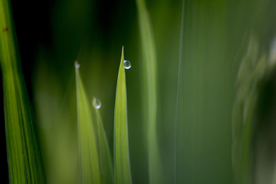 Close-up of wet grass