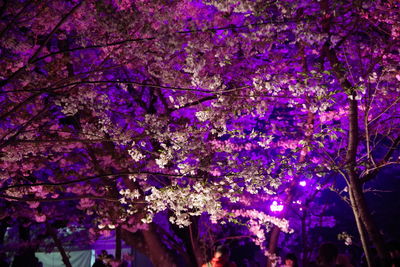 Low angle view of pink flowering tree in park at night