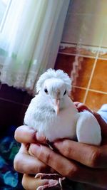 Close-up of hand holding bird