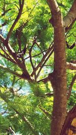 Low angle view of trees in forest