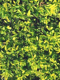 Full frame shot of plants