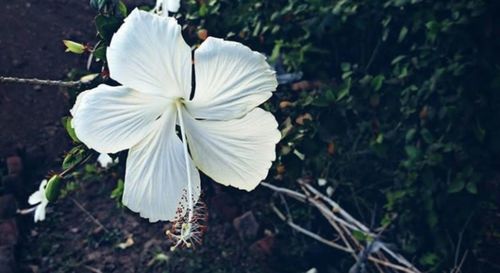 Close-up of white flowering plant