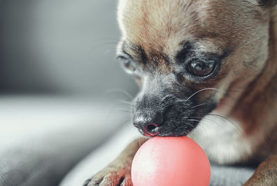 Side view of a cute chihuahua playing with its ball. selective focus on its eye. blurry background