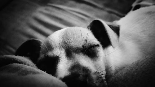 Close-up of cat sleeping