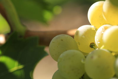 Close-up of fruits on tree