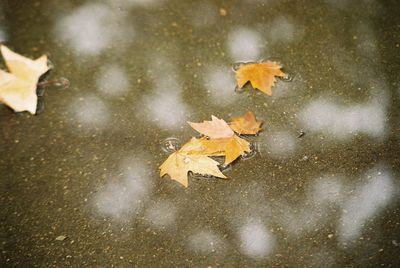 Close-up of yellow butterfly on leaf during autumn