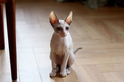 A cornish rex kitten sitting on the floor