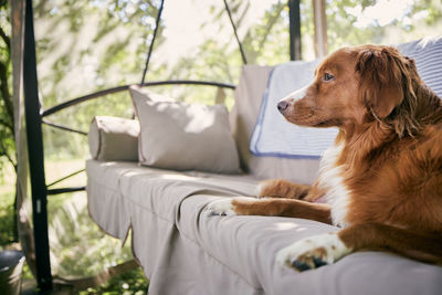 Cute dog on garden swing. nova scotia duck tolling retriever resting in house garden.