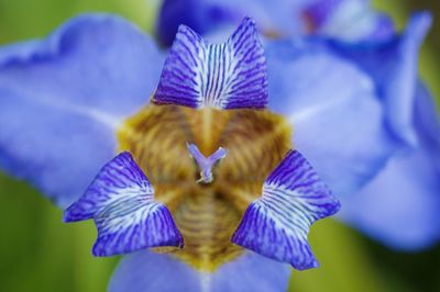 Close-up of purple iris