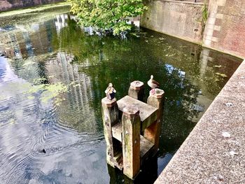 High angle view of ducks swimming on lake