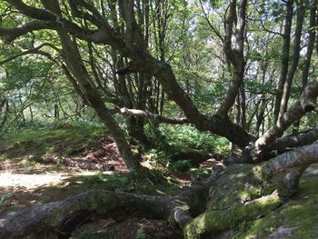 Stream flowing through forest