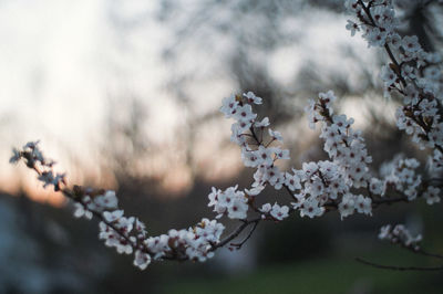 Close-up of white flowers blooming in park