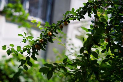 Low angle view of berries growing on tree