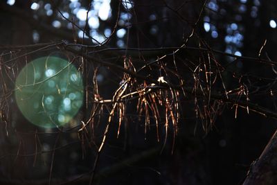 Close-up of plants growing on tree at night