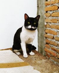Portrait of cat sitting on wall