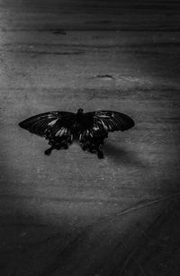 High angle view of butterfly flying