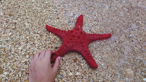 Close-up of human hand