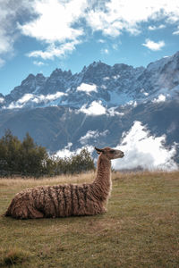 View of horse on field against mountain range