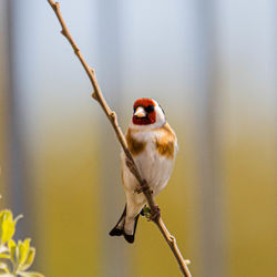 Close-up of bird perching on branch