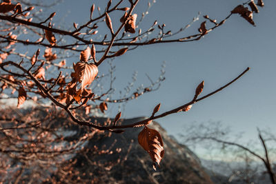 Low angle view of flowering plant against sky