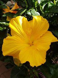 Close-up of yellow flower blooming outdoors