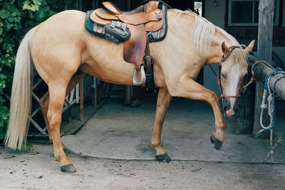 Low section of man riding horse