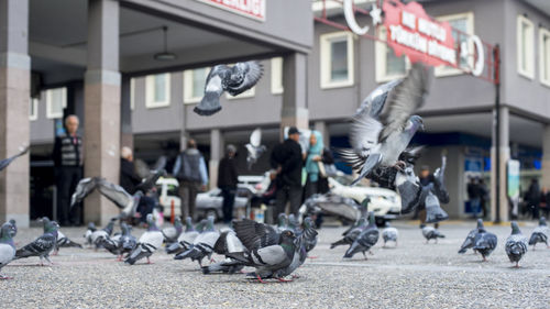 Group of birds flying over people in town square