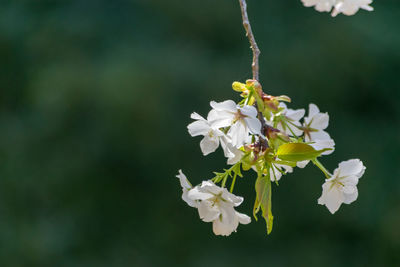 Close-up of fresh white flowers blooming outdoors