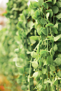 Close-up of green leaves