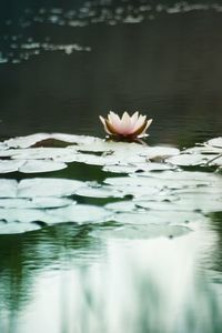 Lotus water lily in lake