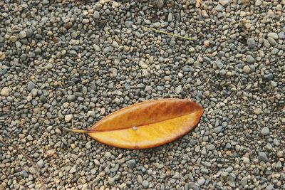 High angle view of crab on sand