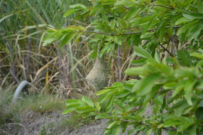 Close-up of plant